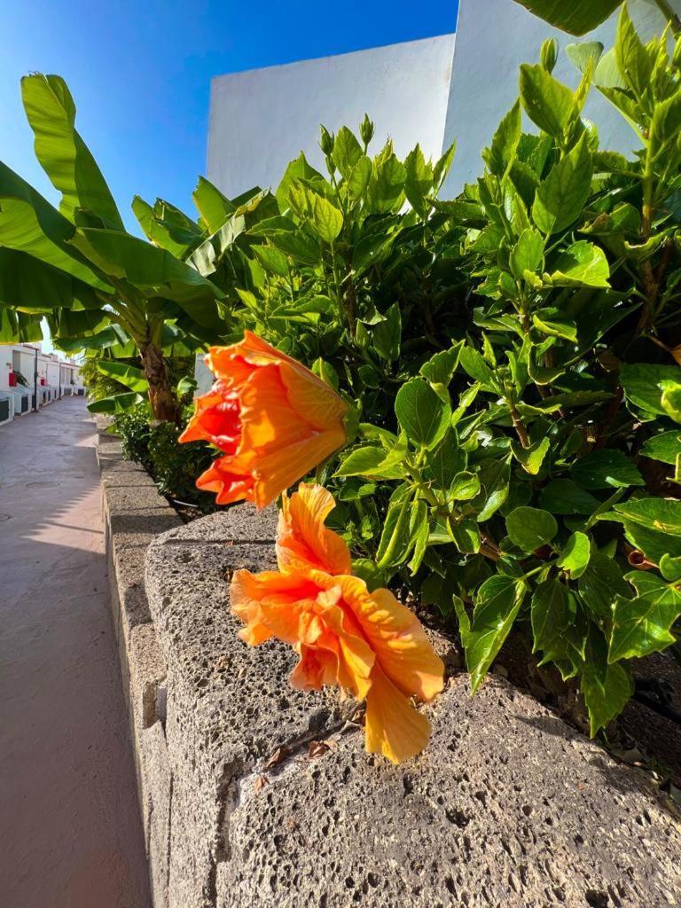 Apartament Malibu Blue Costa Adeje  Eksteriør bilde